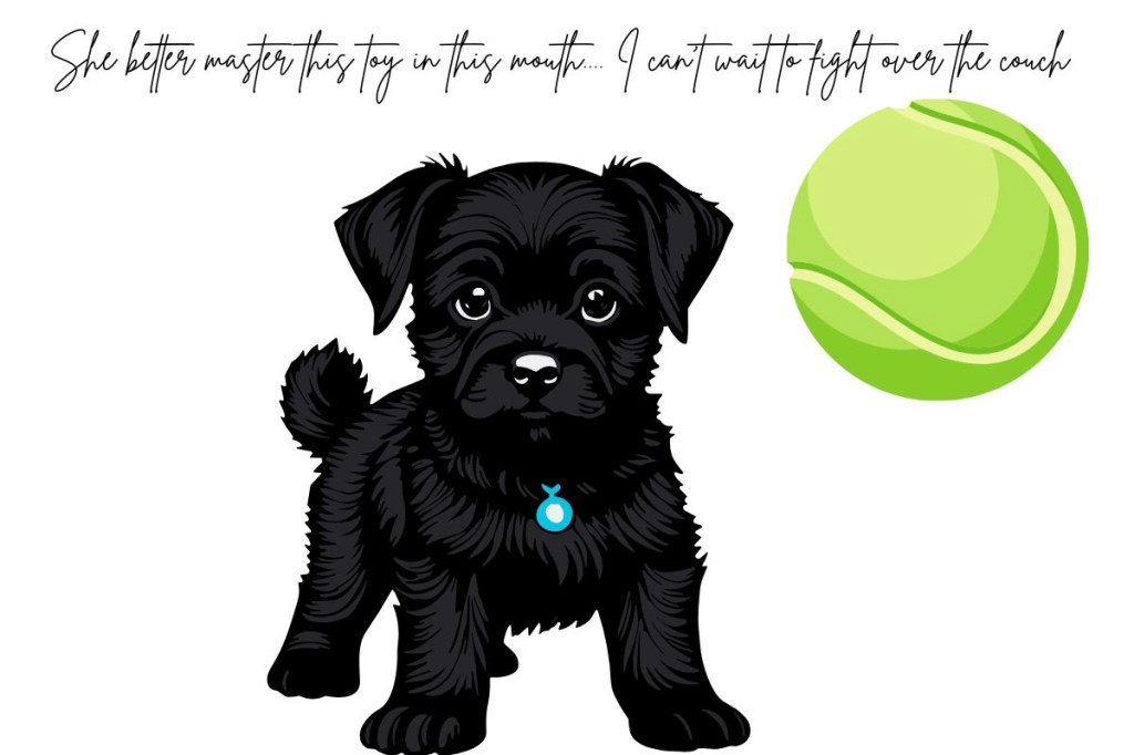 A graphic featuring a small black dog and toy. A green tennis ball.